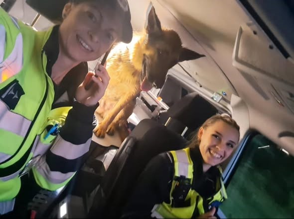 Czech lady traffic officers rescue two dogs near roundabout in the rain