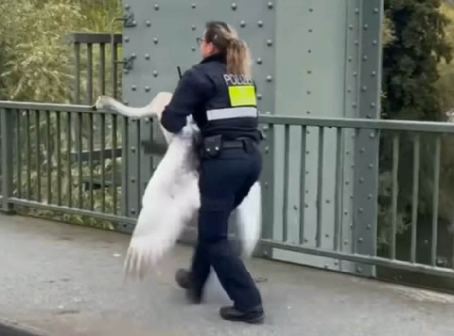 Female German police officer rescues aggressive swan from busy road